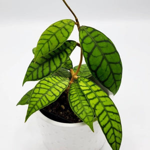 Hoya Callistophylla