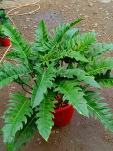 Philodendron Jungle Boogie
