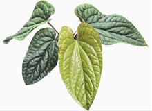 Load image into Gallery viewer, Assorted Anthurium
