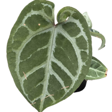 Load image into Gallery viewer, Assorted Anthurium
