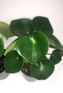 Raindrop Peperomia
