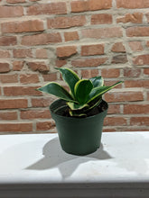 Load image into Gallery viewer, 4in Sanseveria Black Gold
