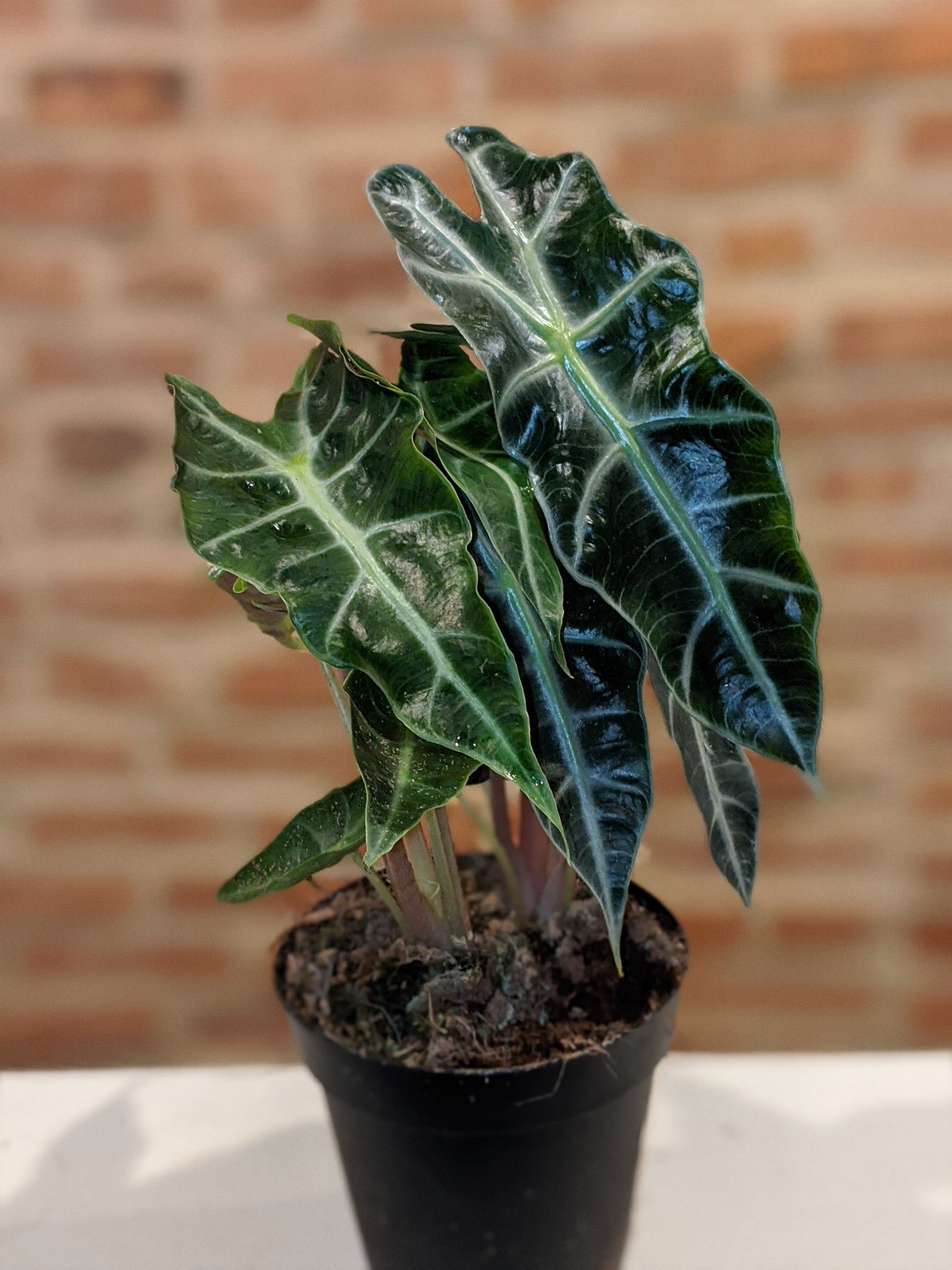 african mask plant seeds Alocasia African Mask – Crazy Plant Bae