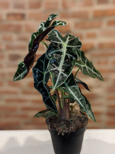 Alocasia African Mask