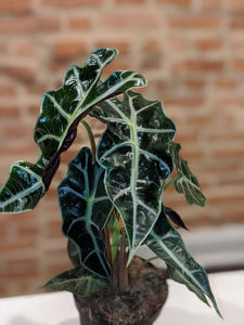 Alocasia African Mask