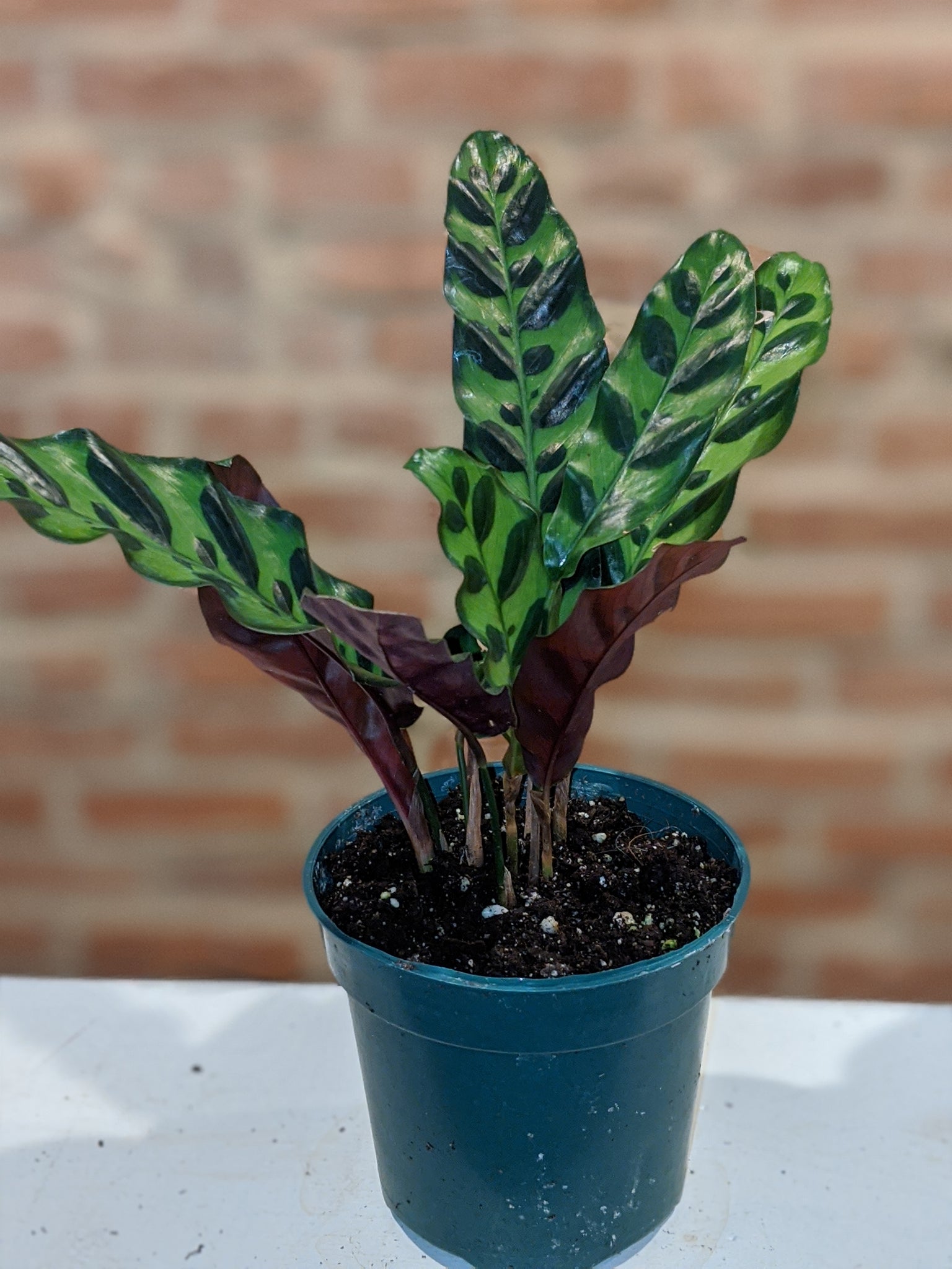 rattlel snake plant Calathea "Rattlesnake Plant" Lancifolia – Crazy Plant Bae