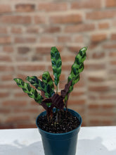 Load image into Gallery viewer, Calathea &quot;Rattlesnake Plant&quot; Lancifolia
