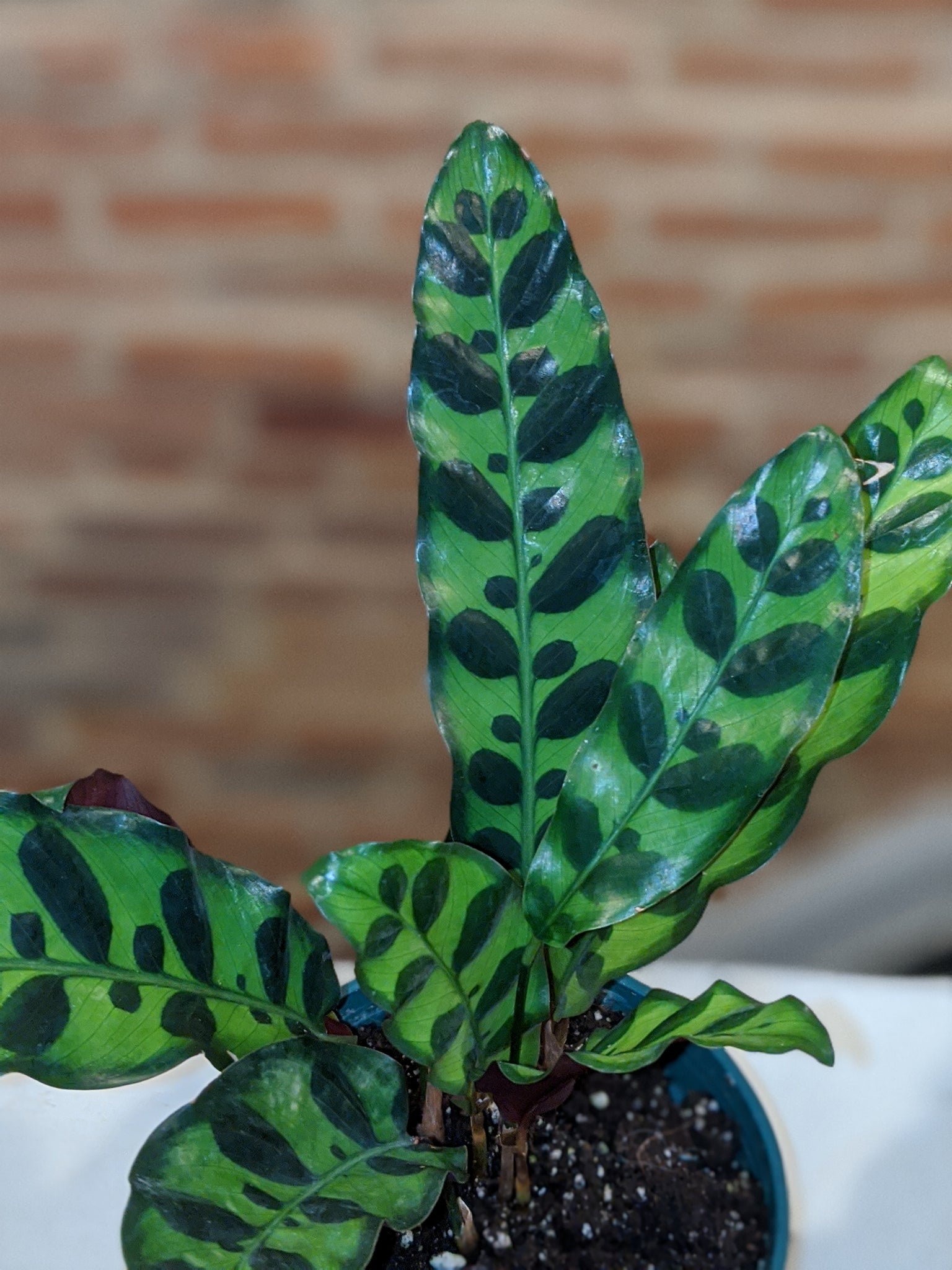 rattlel snake plant 6" Calathea lancifolia Rattlesnake