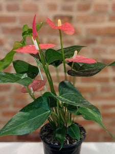 4" Anthurium