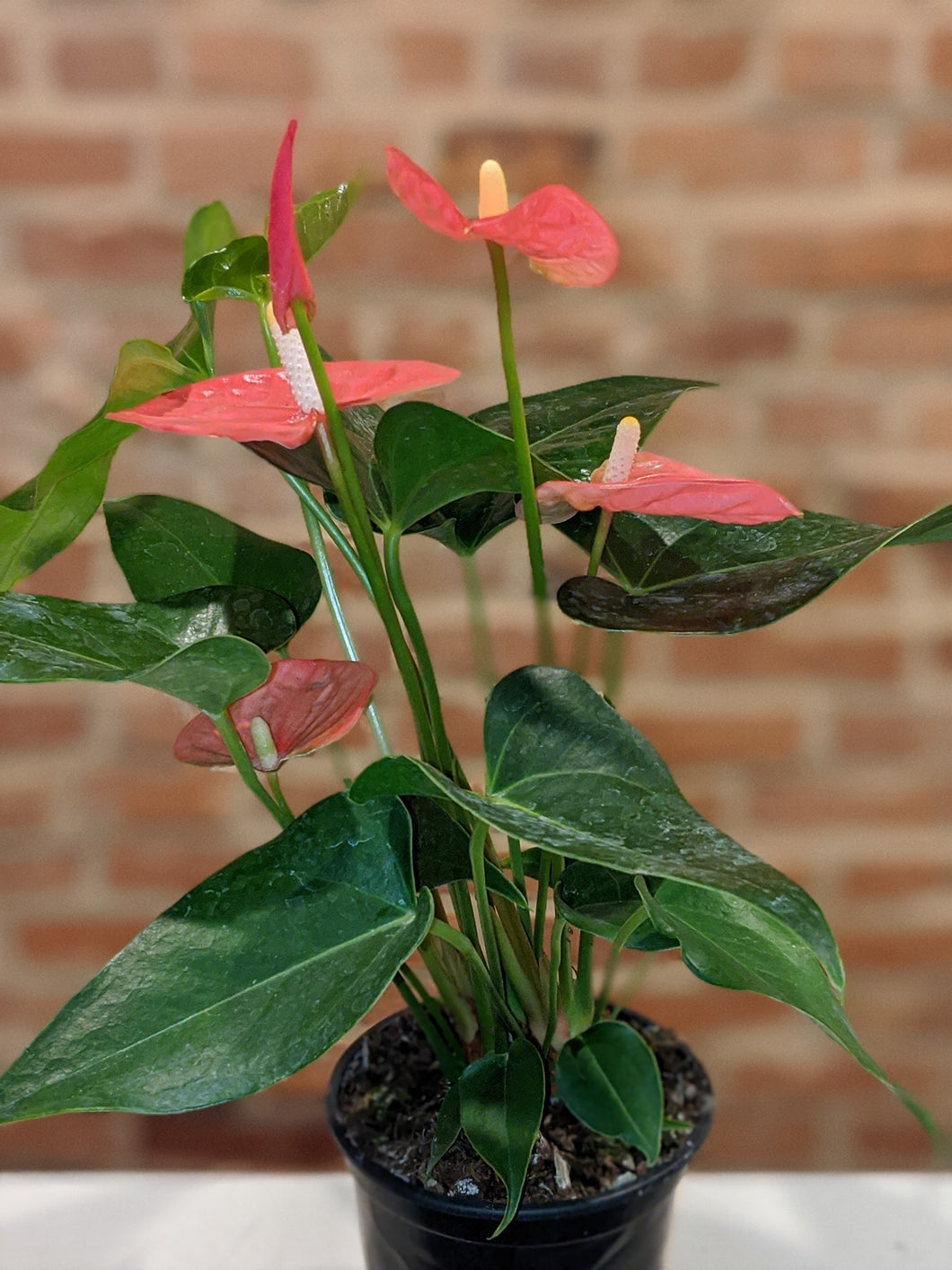 anthurium colors Anthurium Pink - Flamingo Flower
