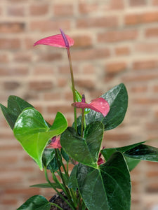 anthurium plant colors Anthurium Pink - Flamingo Flower