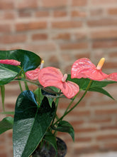 Load image into Gallery viewer, 4&quot; Anthurium
