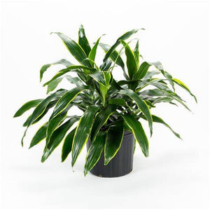 dracaena art bush Wekiva Foliage Dracaena Art Carmen-Live Plant in an 10 Inch Growers Pot-Dracaena Deremensis Art Carmen-Houseplant