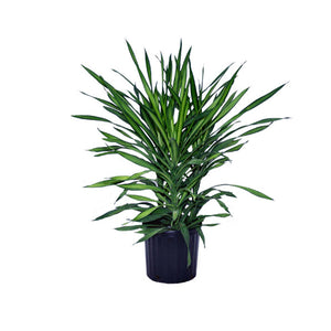 dracaena fragrans rikki Rikki Dracena
