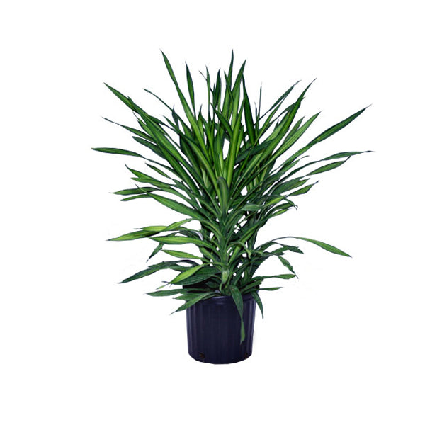 Rikki Dracena