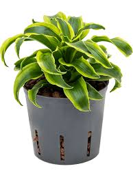 Dracaena Tornado