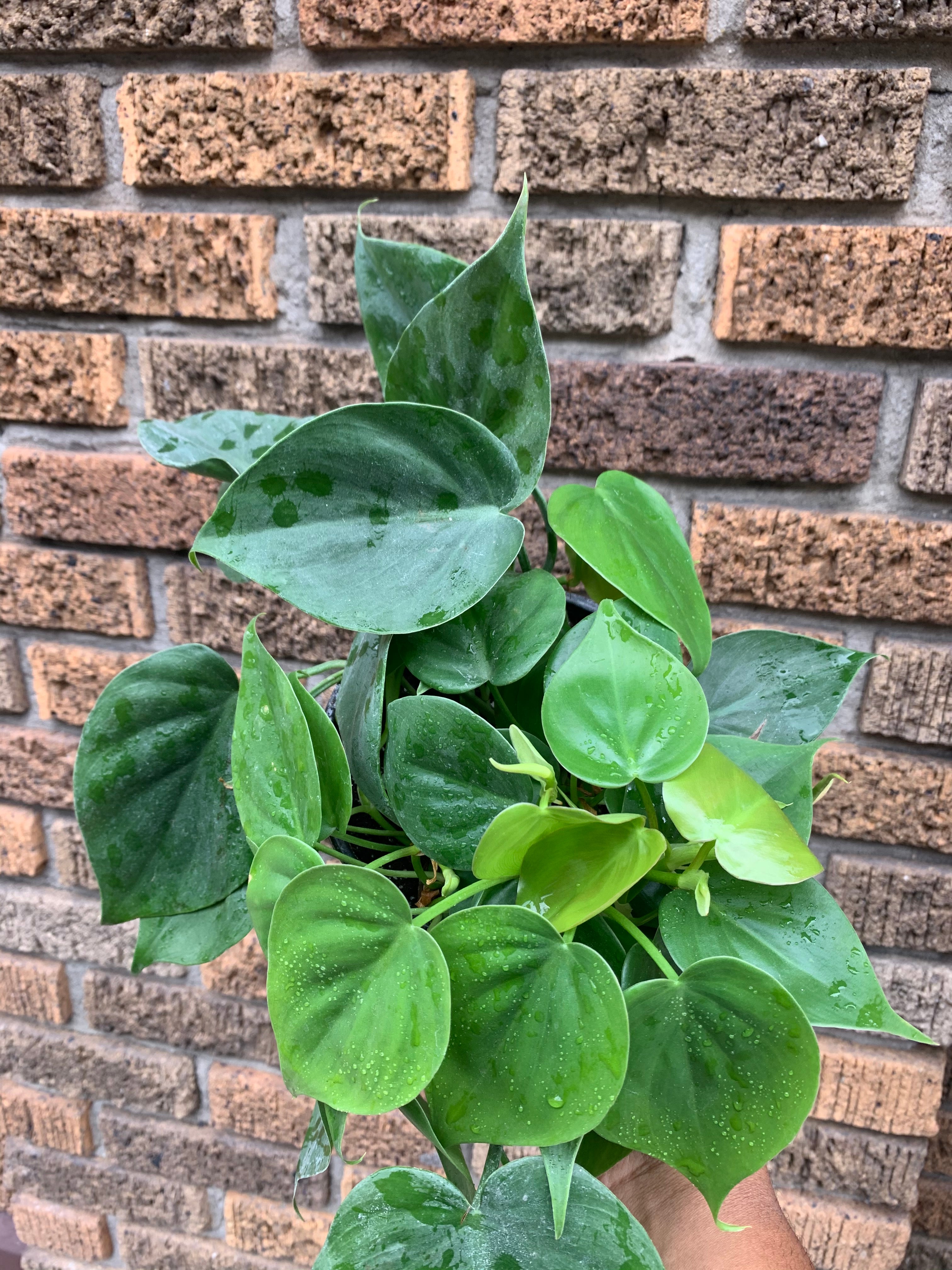 heart leaf philodendron health benefits Green HeartLeaf Philodendron – Crazy Plant Bae