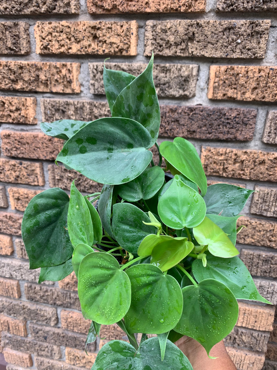 Green HeartLeaf Philodendron