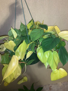 Lemon Lime HeartLeaf Philodendron