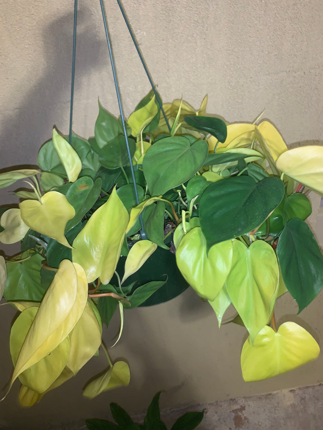 green heartleaf philodendron Lemon Lime HeartLeaf Philodendron – Crazy Plant Bae