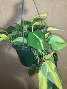 Brasil HeartLeaf Philodendron