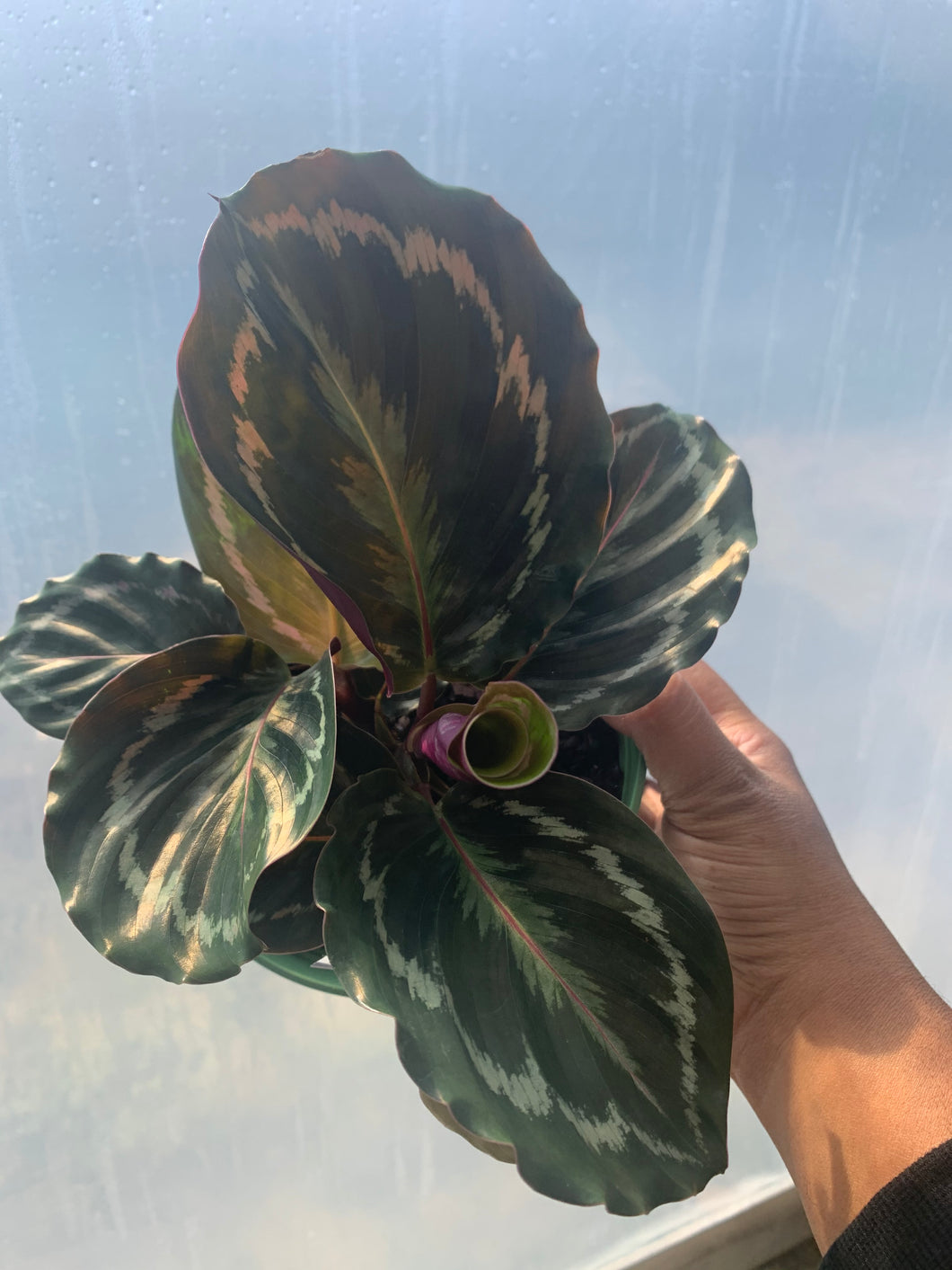 Calathea Medallion