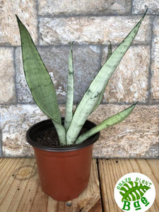 Moonlight sanseveria snake plant