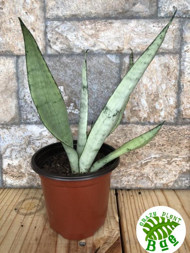 Moonlight sanseveria snake plant
