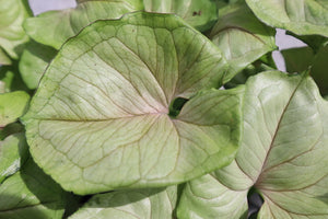 Syngonium (Arrowhead)