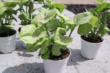 Load image into Gallery viewer, Syngonium (Arrowhead)

