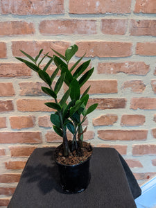 ZZ (Zamioculcas Zamiifolias) Plant