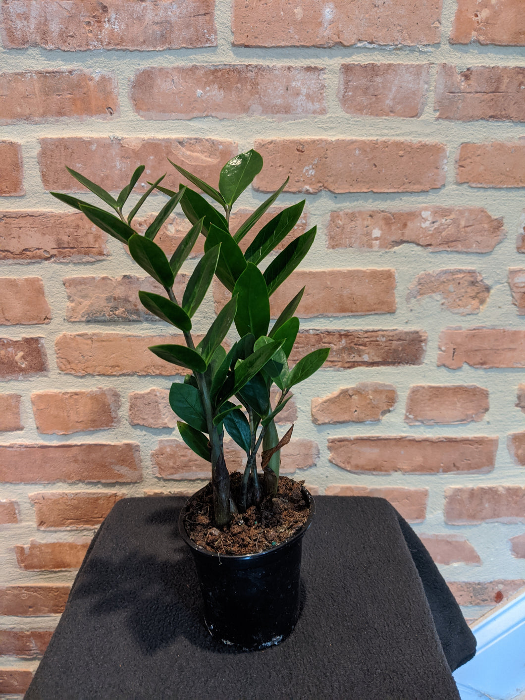 ZZ (Zamioculcas Zamiifolias) Plant