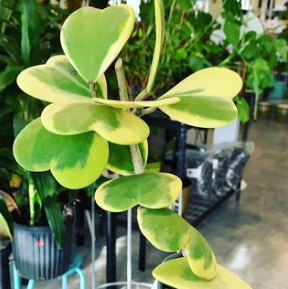 Hoya Heart Kerrii – Crazy Plant Bae