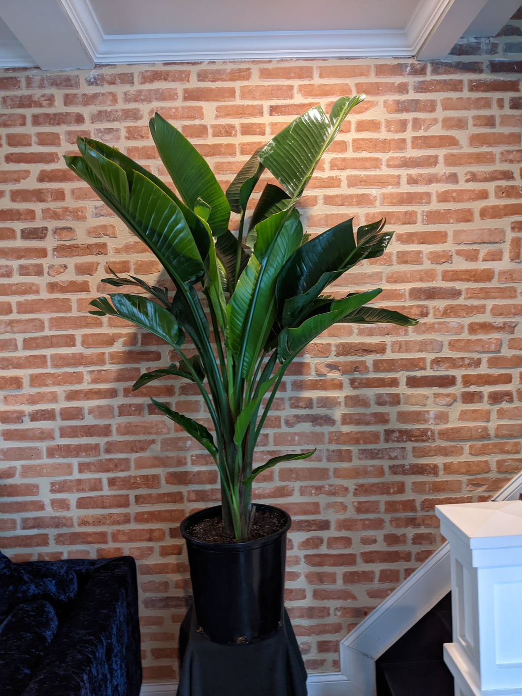 Bird of Paradise