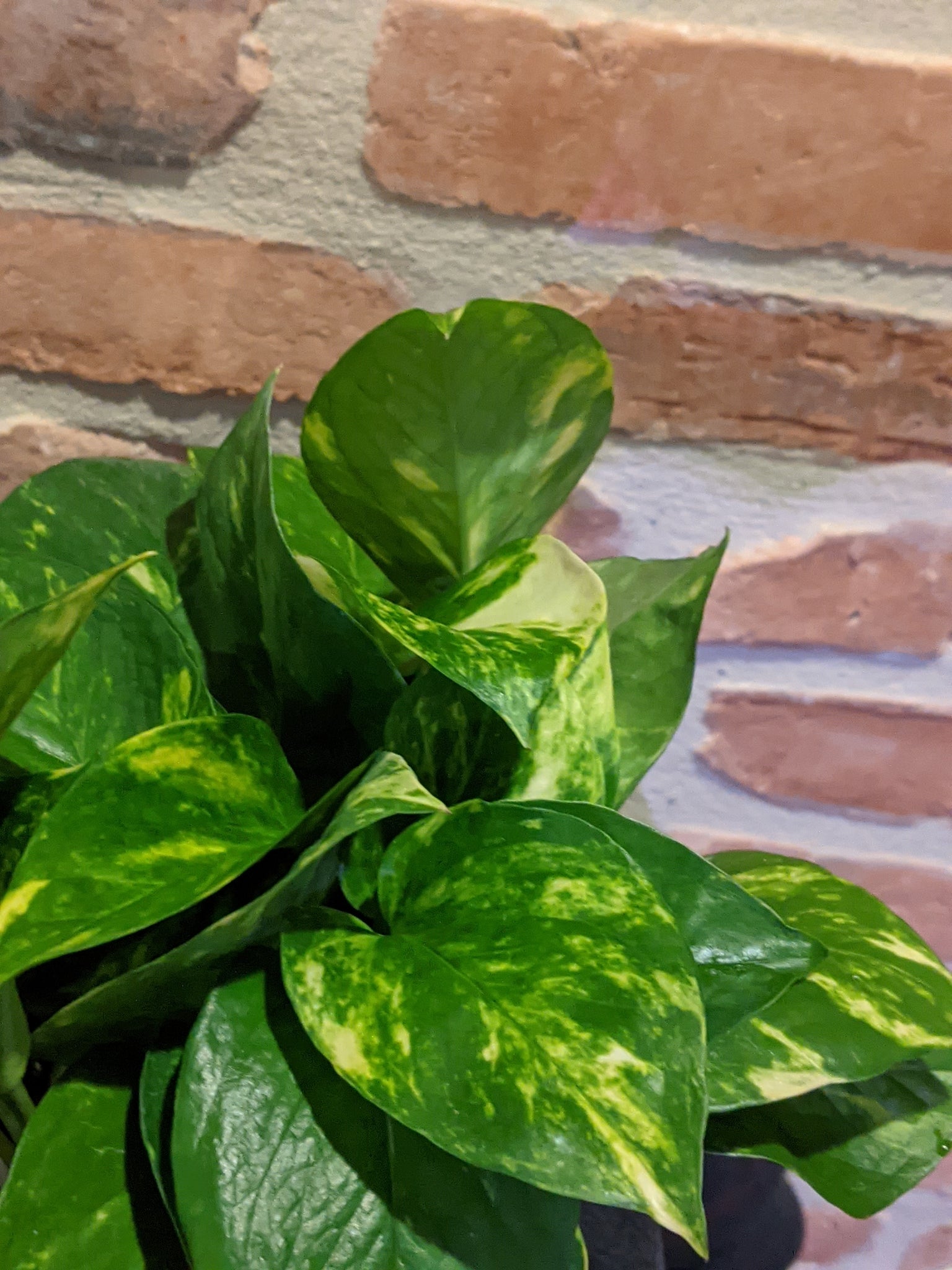 pothos hawaiian vs golden Golden Devil's Ivy - Pothos - Epipremnum