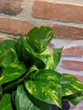 Load image into Gallery viewer, Golden Pothos
