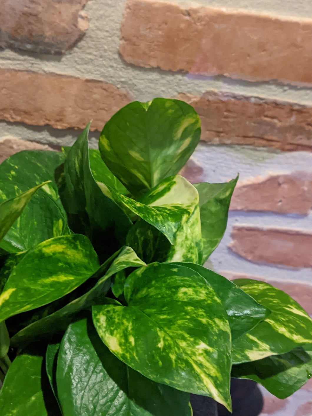 Golden Pothos