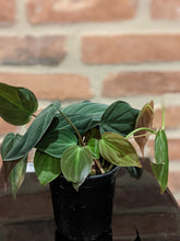 Load image into Gallery viewer, Philodendron Mican
