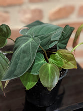 Load image into Gallery viewer, Philodendron Mican
