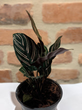 Load image into Gallery viewer, Calathea &quot;Pinstripe Plant&quot;
