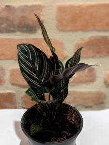 Calathea "Pinstripe Plant"