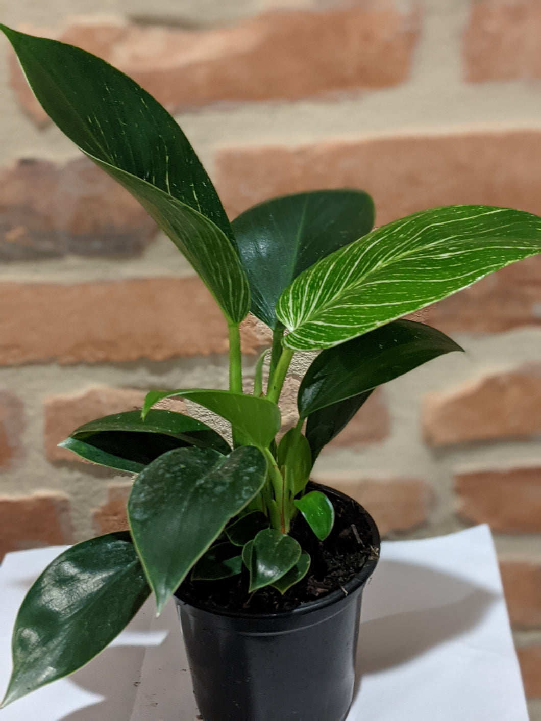 Philodendron Birkin