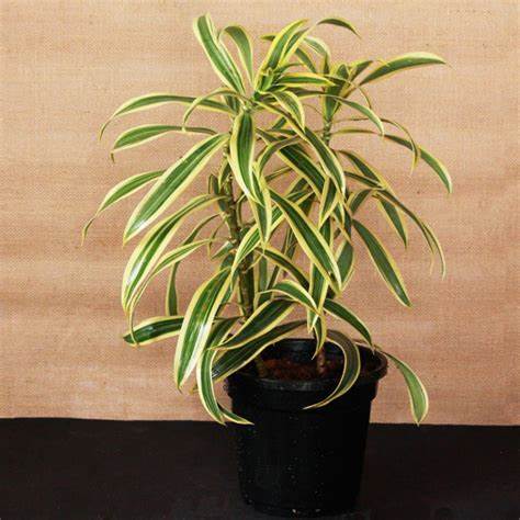 dracena song of india Song of India Dracena – Crazy Plant Bae