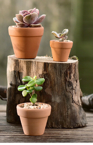 Novel plant starter pack!