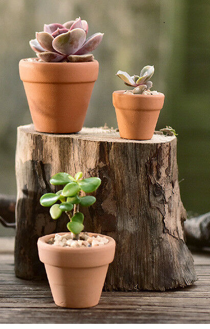 Novel plant starter pack!