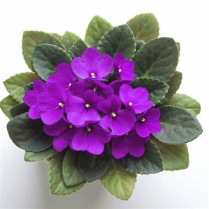 African Violet