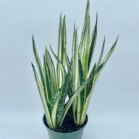 bantel sensation snake plant Sayuri Snake Plant – Crazy Plant Bae