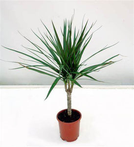 Dracena Marginata