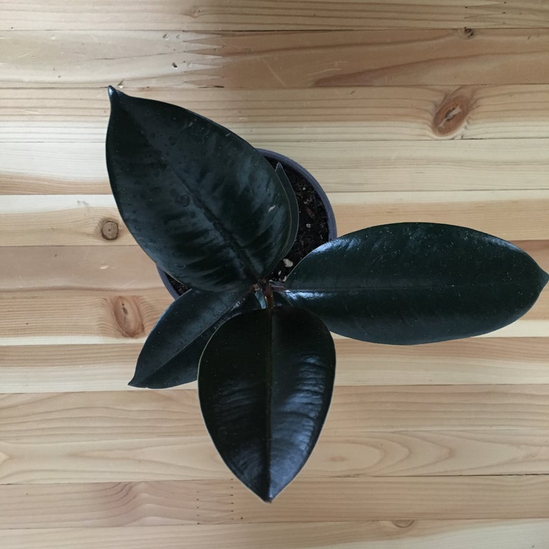 decora rubber plant Ficus DECORA Burgundy