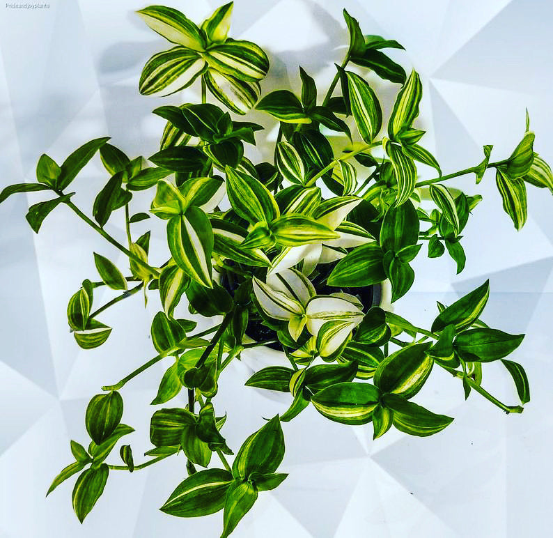 Tradescantia Fluminensis Varigata - Varigated Wanderer